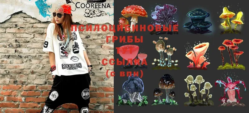 где купить наркотик  kraken рабочий сайт  Псилоцибиновые грибы Magic Shrooms  Вихоревка 